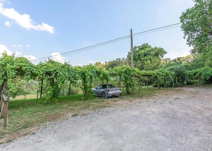 Alabarda * Vasciano Nuovo